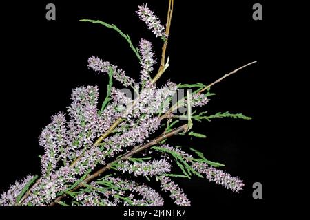 Arbre Tamarisk (tamarix ramosissima) floraison en gros plan Banque D'Images