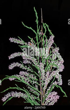 Arbre Tamarisk (tamarix ramosissima) floraison en gros plan Banque D'Images