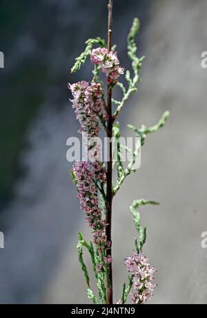 Arbre Tamarisk (tamarix ramosissima) floraison en gros plan Banque D'Images