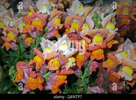 Snapdragon (antirrhinum majus) dans le bureau du fleuriste Banque D'Images
