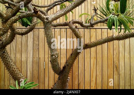 Soie Floss arbres Ceiba speciosa sur fond de bois à Brisbane, Queensland, Australie Banque D'Images