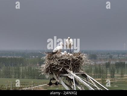 HUAI'AN, CHINE - le 17 AVRIL 2022 - Une paire de cigognes blanches orientales s'occupent de quatre jeunes oiseaux dans leur nid sur une tour de transmission électrique à Yintu T. Banque D'Images