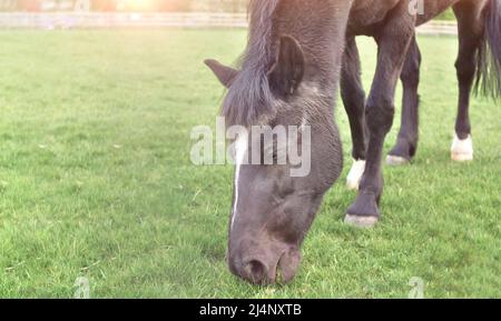 Pâturage des chevaux à la ferme et mâcher de l'herbe verte copier l'espace Banque D'Images