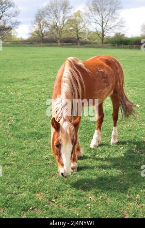 Pâturage des chevaux à la ferme et mâcher de l'herbe verte copier l'espace Banque D'Images