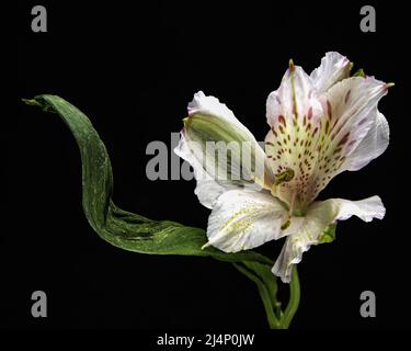 Lily et Leaf Banque D'Images