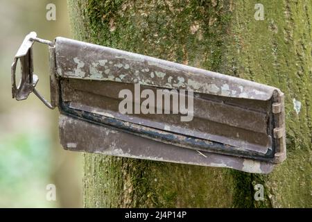 couvercle en métal de la boîte à balles militaire suspendu sur un arbre Banque D'Images