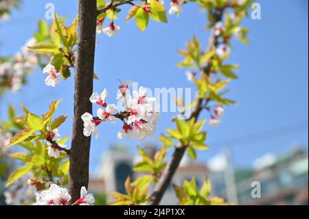 Par temps ensoleillé, les cerisiers en fleurs fleurissent magnifiquement Banque D'Images