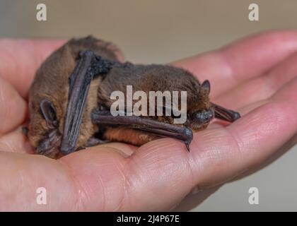 Gros plan d'une paire de chauves-souris communes (Pipistrellus pipistrellus) de taille réduite par une main humaine Banque D'Images