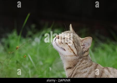 Photo en gros plan d'Un chat assis dans le jardin et sentant l'air Banque D'Images