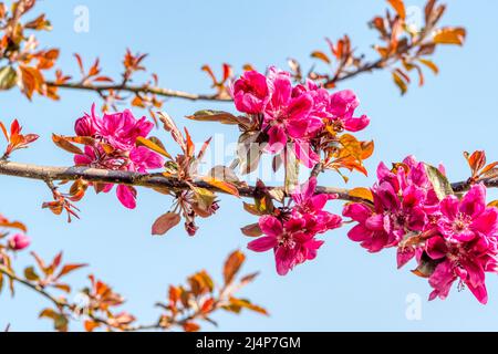 Fleur rose profonde sur un pommier, Malus domestica, vu contre un ciel bleu. Banque D'Images