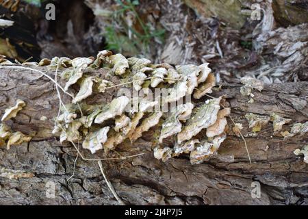 Fixer les champignons (Trametes versicolor) sur un tronc d'arbre. Banque D'Images