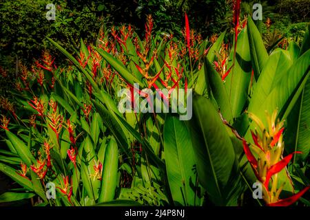 Rouge vif et vert font de cette fleur Bird of Paradise une image couleur à contraste élevé. Culture dans un jardin à Bangkok. Banque D'Images