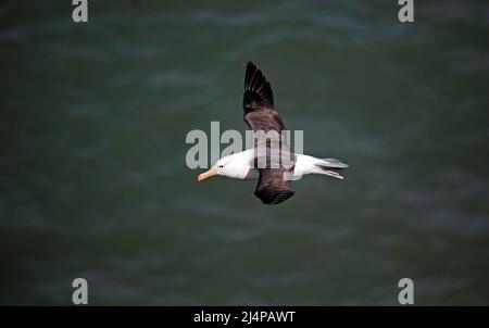 Albatros à sourcils noirs qui glissent au-dessus des falaises Banque D'Images