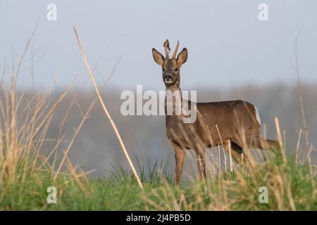 A Roe Deer (Capranolus capranolus) dans la lumière du matin le dimanche de Pâques 2022 le long de la rivière Hull dans les régions rurales du Yorkshire de l'est. Banque D'Images