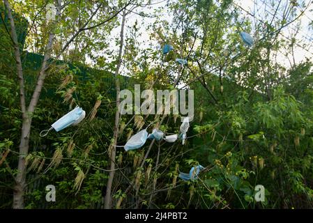 Des dizaines de masques de protection individuelle provenant de la pandémie de Covid-19/coronavirus pendent dans les arbres et les buissons, car les déchets de covid génèrent de la litière. Pollution et covid. Banque D'Images