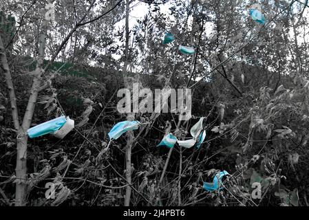 Des dizaines de masques de protection individuelle provenant de la pandémie de Covid-19/coronavirus pendent dans les arbres et les buissons, car les déchets de covid génèrent de la litière. Pollution et covid. Banque D'Images