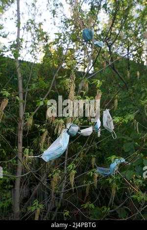 Des dizaines de masques de protection individuelle provenant de la pandémie de Covid-19/coronavirus pendent dans les arbres et les buissons, car les déchets de covid génèrent de la litière. Pollution et covid. Banque D'Images