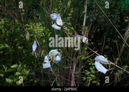 Des dizaines de masques de protection individuelle provenant de la pandémie de Covid-19/coronavirus pendent dans les arbres et les buissons, car les déchets de covid génèrent de la litière. Pollution et covid. Banque D'Images