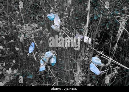 Des dizaines de masques de protection individuelle provenant de la pandémie de Covid-19/coronavirus pendent dans les arbres et les buissons, car les déchets de covid génèrent de la litière. Pollution des revêtements de visage Banque D'Images