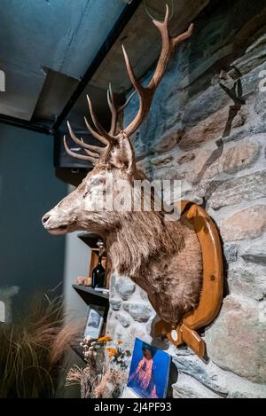 Gros plan de la tête de cerf de taxidermie montée sur le mur de pierre du complexe Banque D'Images