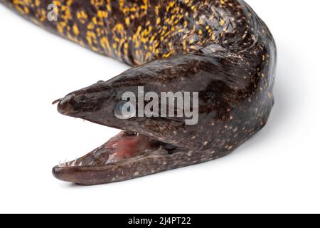 Tête d'une seule anguille de Moray fraîche brute, Muraenidae, gros plan sur fond blanc Banque D'Images