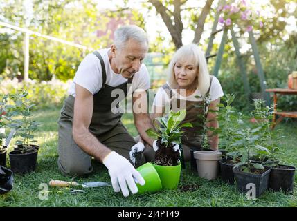 Concept de passe-temps familial. Heureux conjoints âgés empotant des plantes dans le jardin, assis sur la cour, prenant soin des fleurs Banque D'Images