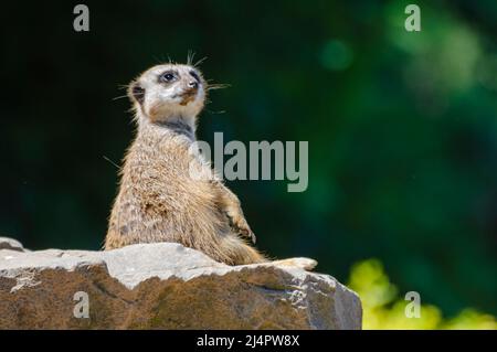 Meerkat ou suricate (Suricata suricata) surveille le ciel pour les prédateurs. Banque D'Images