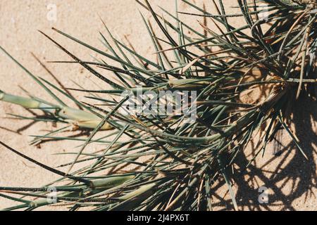 Résumé photo réelle gros plan beauté naturelle. Sable dune beige fond clair, plante herbacée, ombre du jour du soleil, temps chaud, idées de détails de texture. Pâle Banque D'Images