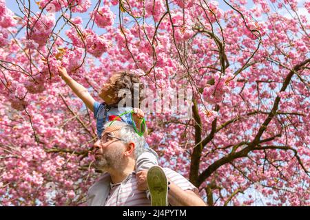 Birmingham, Royaume-Uni. 17th avril 2022. Isaac Stanford, trois ans, se trouve sur les épaules du père Simon pour se rapprocher de la fleur d'arbre rose dans son parc local de Birmingham, au Royaume-Uni. Crédit : Peter Lophan/Alay Live News Banque D'Images