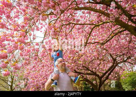 Birmingham, Royaume-Uni. 17th avril 2022. Isaac Stanford, trois ans, se trouve sur les épaules du père Simon pour se rapprocher de la fleur d'arbre rose dans son parc local de Birmingham, au Royaume-Uni. Crédit : Peter Lophan/Alay Live News Banque D'Images