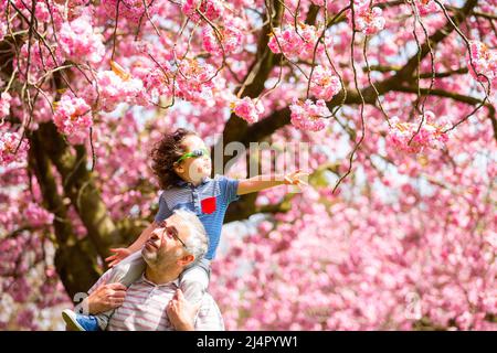 Birmingham, Royaume-Uni. 17th avril 2022. Isaac Stanford, trois ans, se trouve sur les épaules du père Simon pour se rapprocher de la fleur d'arbre rose dans son parc local de Birmingham, au Royaume-Uni. Crédit : Peter Lophan/Alay Live News Banque D'Images