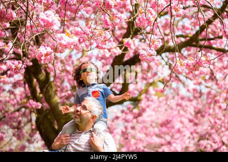 Birmingham, Royaume-Uni. 17th avril 2022. Isaac Stanford, trois ans, se trouve sur les épaules du père Simon pour se rapprocher de la fleur d'arbre rose dans son parc local de Birmingham, au Royaume-Uni. Crédit : Peter Lophan/Alay Live News Banque D'Images