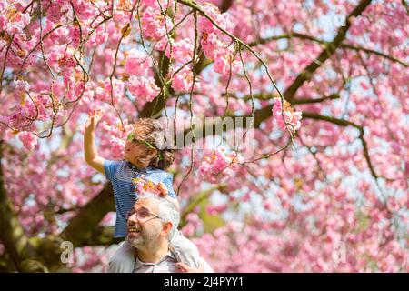 Birmingham, Royaume-Uni. 17th avril 2022. Isaac Stanford, trois ans, se trouve sur les épaules du père Simon pour se rapprocher de la fleur d'arbre rose dans son parc local de Birmingham, au Royaume-Uni. Crédit : Peter Lophan/Alay Live News Banque D'Images