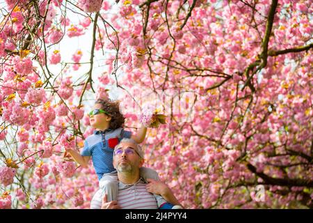 Birmingham, Royaume-Uni. 17th avril 2022. Isaac Stanford, trois ans, se trouve sur les épaules du père Simon pour se rapprocher de la fleur d'arbre rose dans son parc local de Birmingham, au Royaume-Uni. Crédit : Peter Lophan/Alay Live News Banque D'Images