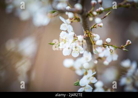 Les fleurs blanches au printemps Banque D'Images