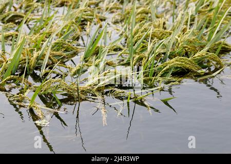 Dhaka, Bangladesh - le 17 avril 2022 : les agriculteurs récoltent du paddy semi-mûr dans les rizières d'Ahulia à Dhaka en raison de l'augmentation soudaine de l'eau de la rivière i. Banque D'Images