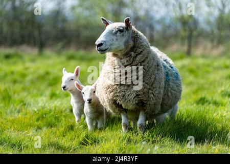 Les brebis de mère et leurs nouveau-nés agneaux dans la campagne du Suffolk au soleil de printemps Banque D'Images