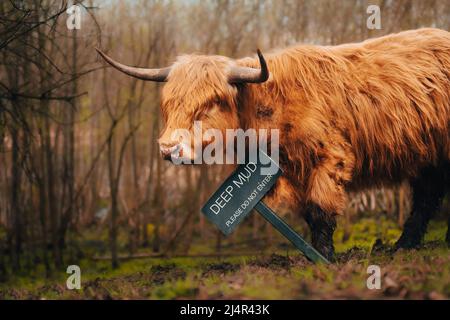 Un cow des Highlands boueux qui frappe au-dessus d'une boue profonde ne pas entrer au panneau Yorkshire Sculpture Park. Banque D'Images