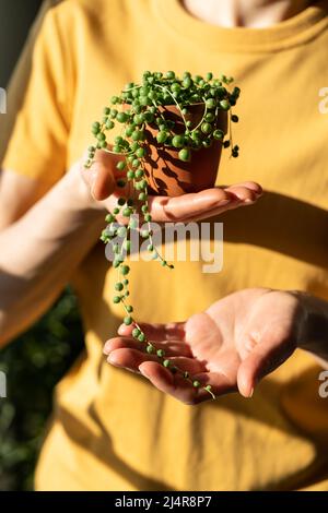 Main de fille tenant un petit pot en terre cuite avec Senecio Rowley-anus communément connu comme une chaîne de perles Banque D'Images