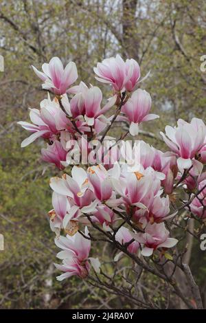 Magnolia en fleurs dans le jardin Banque D'Images