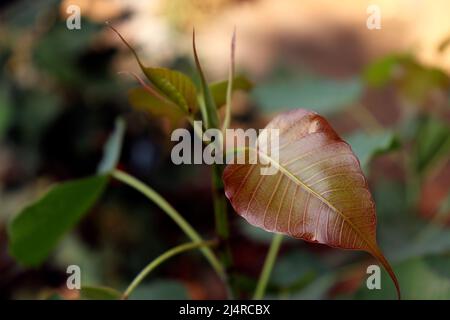 Arbre Pipal (Ficus religiosa) plante feuille d'épinette avec fond flou Banque D'Images
