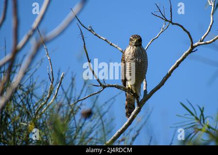 Faucon de bord de route à l'aspect moyen (Rupornis magirostris) perçant dans une brousse Banque D'Images