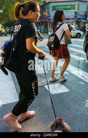 Shanghai, Chine, scène de rue, adolescentes chinoises avec des chiens de compagnie, marcher dans le centre-ville, chine jeune femme, classe moyenne asie Banque D'Images