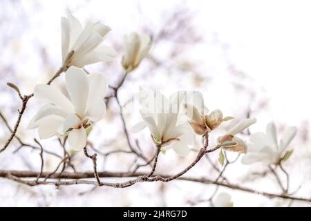 Beau magnolia blanc fleurs jour de printemps gros plan Banque D'Images