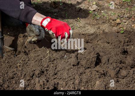 un homme choisit les racines des mauvaises herbes dans le jardin, le potager, la ferme. sélectif foyer Banque D'Images