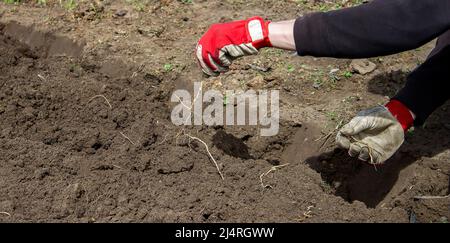 un homme choisit les racines des mauvaises herbes dans le jardin, le potager, la ferme. sélectif foyer Banque D'Images