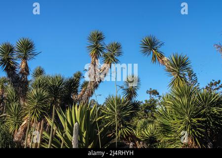 Variété de plantes du désert, y compris les yuccas avec de grands gommiers en arrière-plan contre un ciel très bleu Banque D'Images