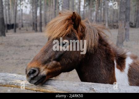 cheval (poney) gros plan. concept animal. cheval (poney) dans la forêt Banque D'Images