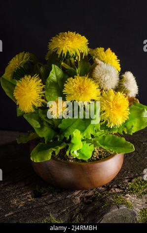 Bouquet de belles fleurs de pissenlits jaunes dans un vase sur une vieille planche en bois sur fond noir. Banque D'Images