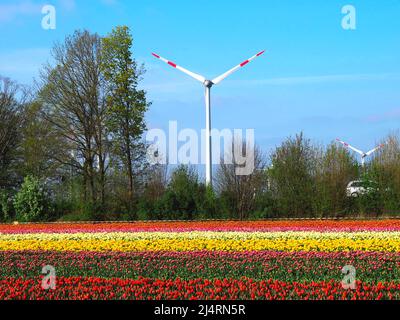 L'énergie des roues de vent avec des champs de tulipes en fleurs Banque D'Images